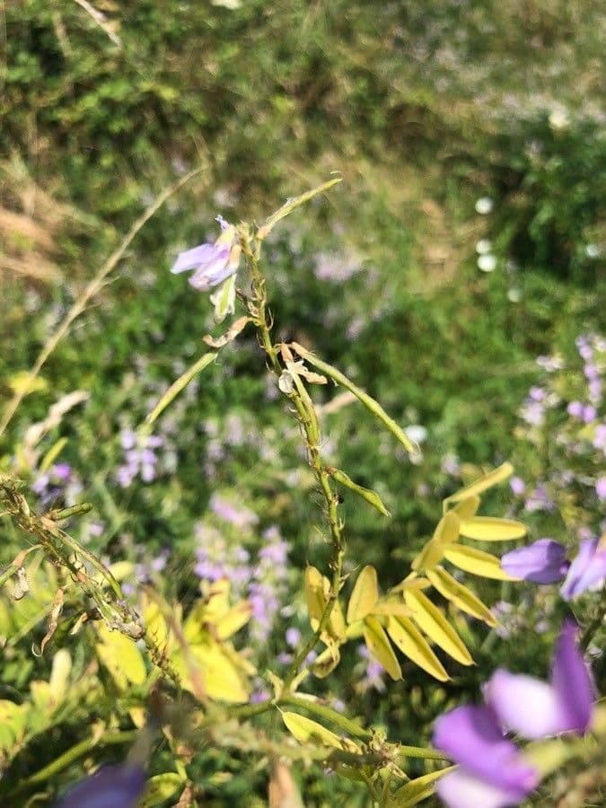 Galega 3