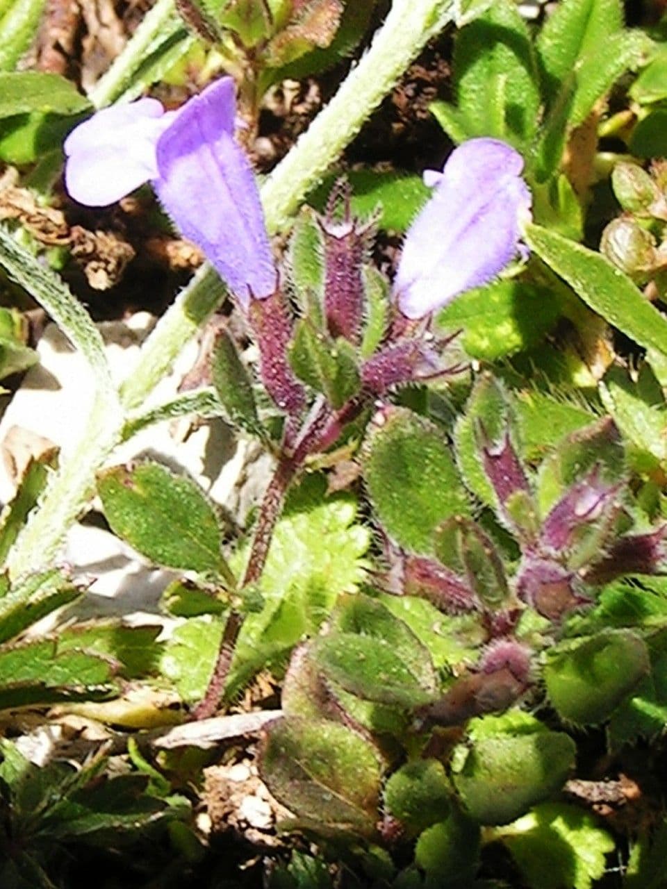 Calaminta alpina 36
