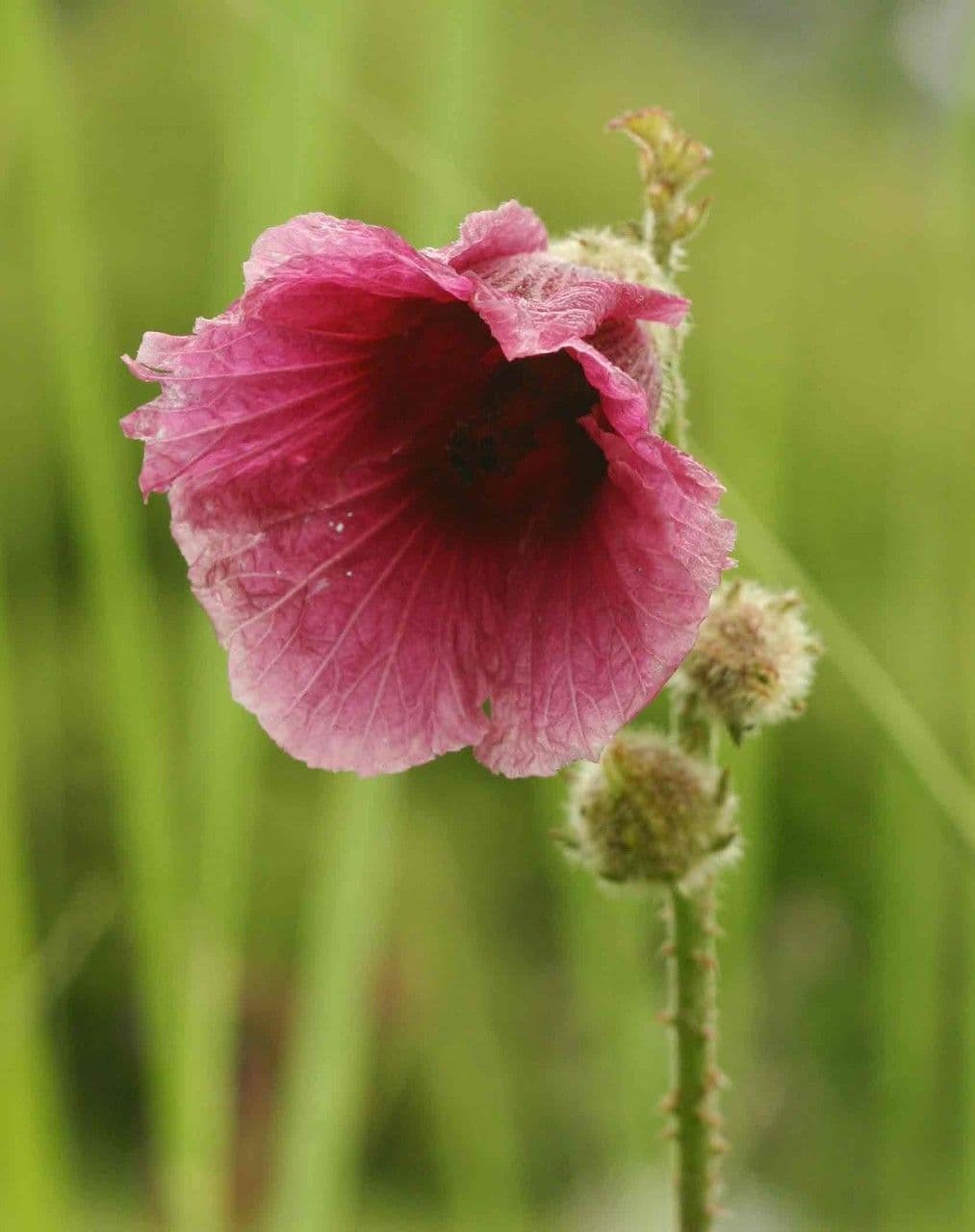 Hibiscus à aiguillons 5