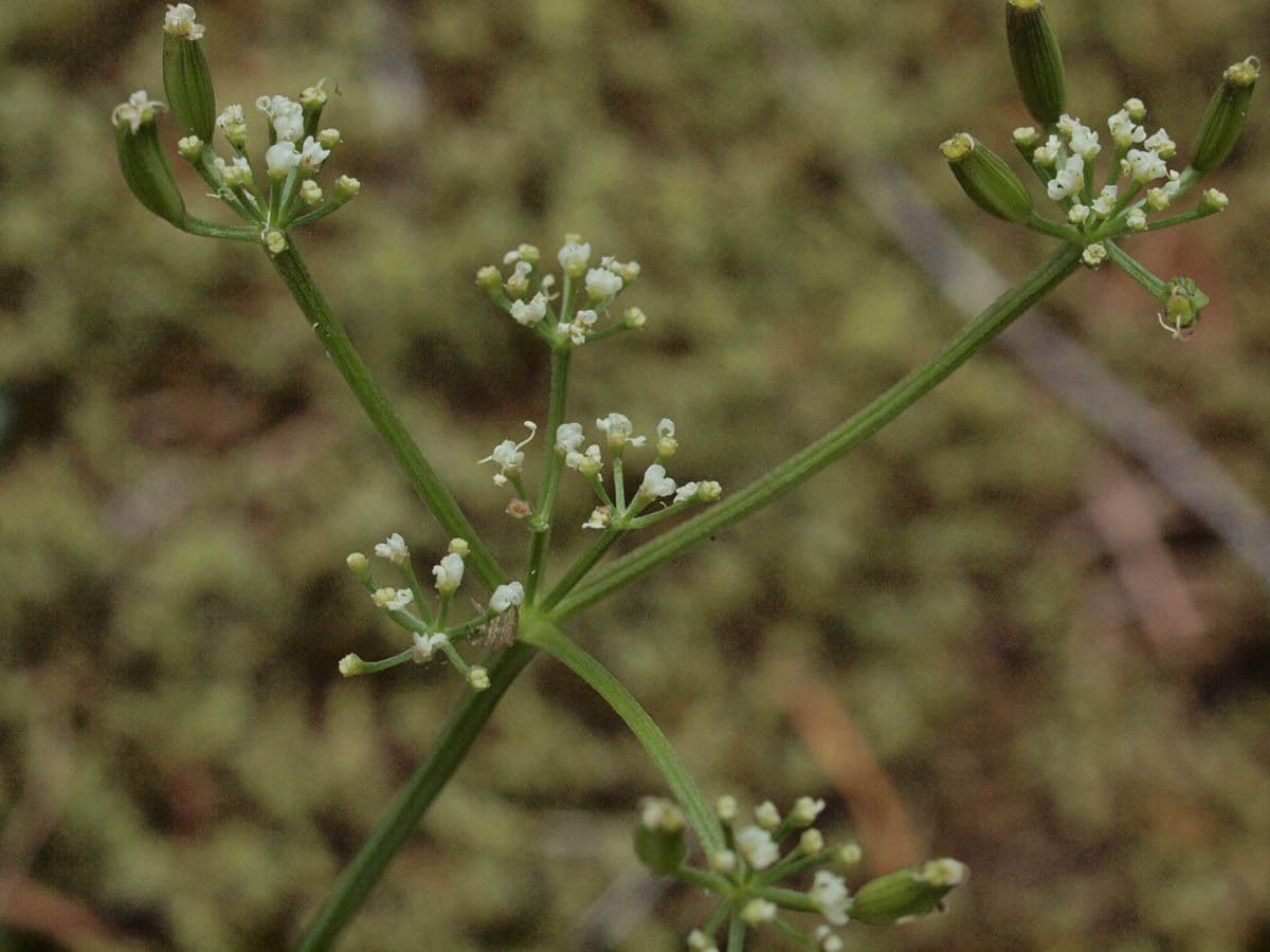 Lomatium 4