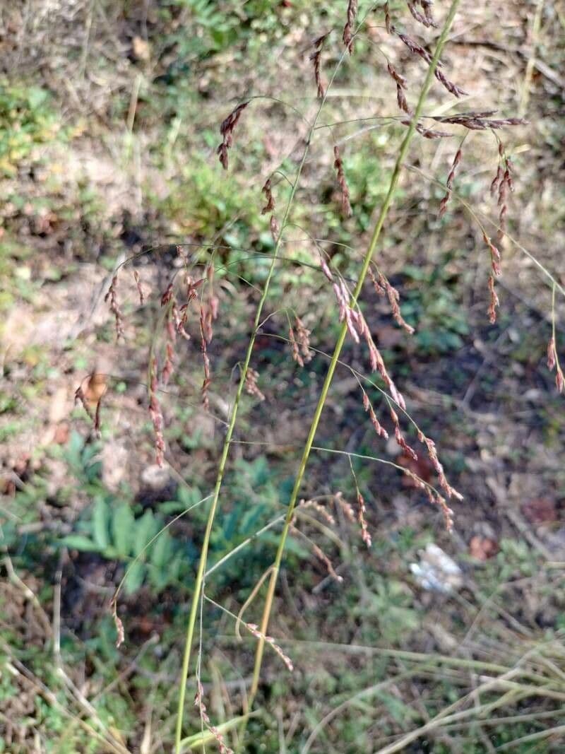 Tridens flavus 5