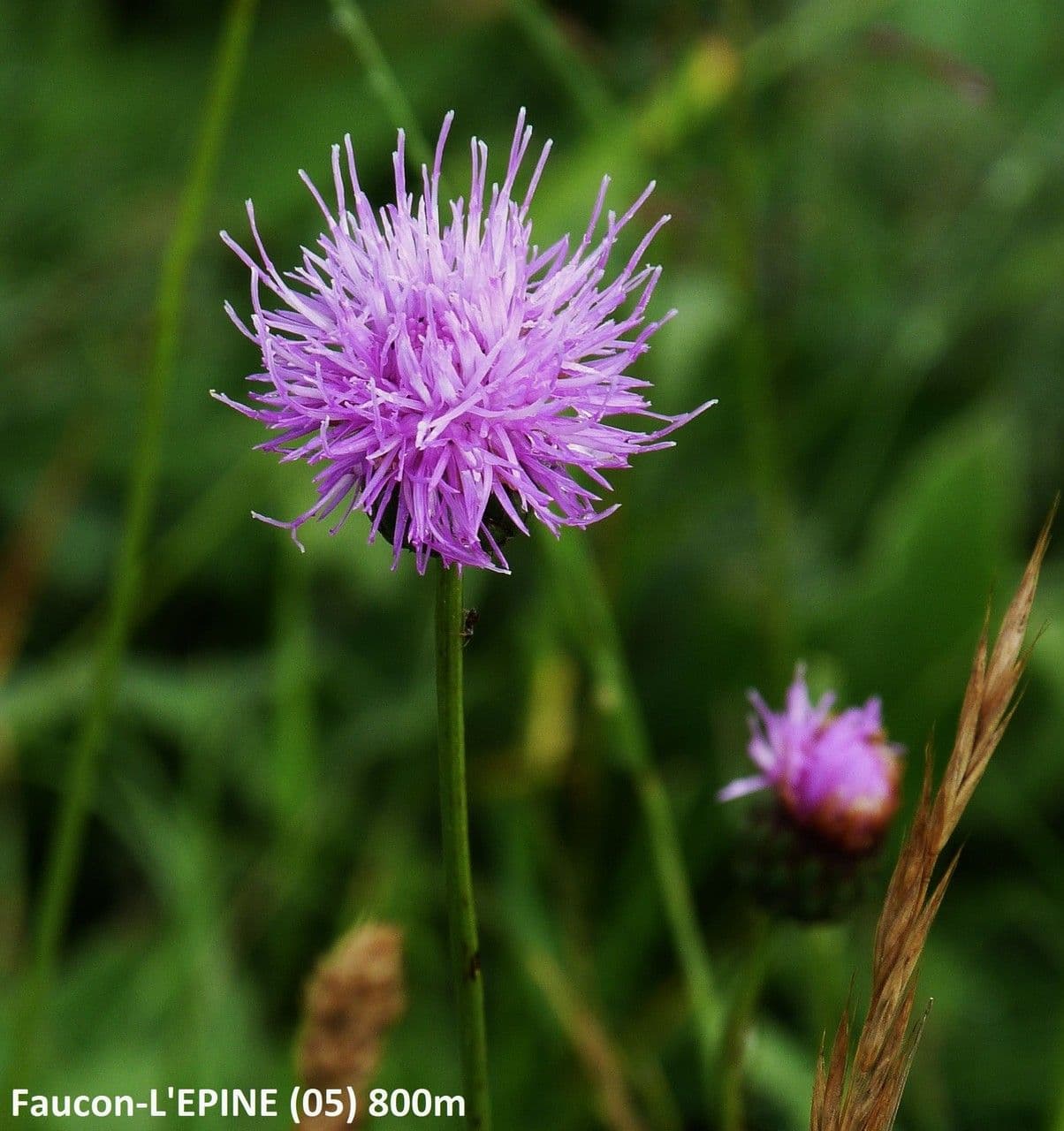 Klasea lycofolia 7