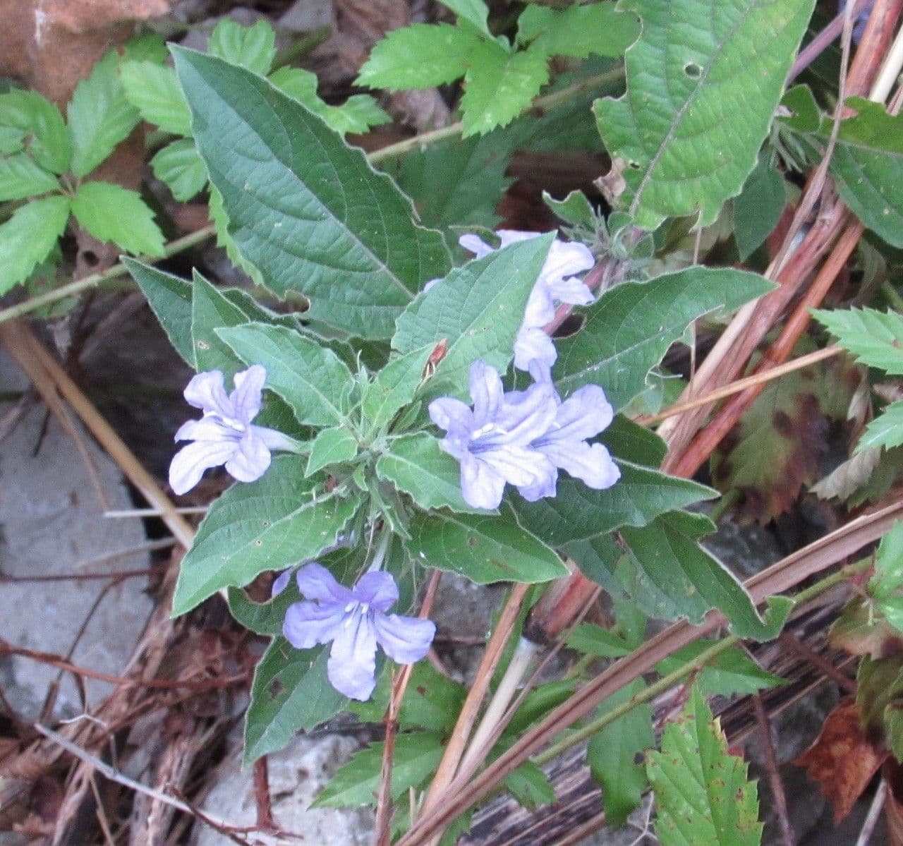 Ruellia 3