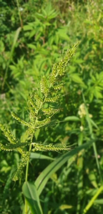 Echinochloa oryzoides 6