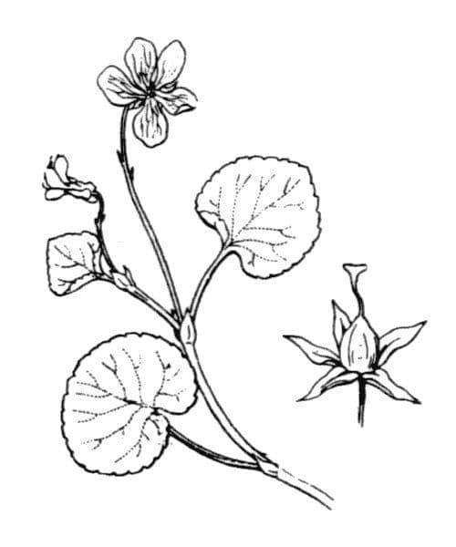 Viola biflora 26