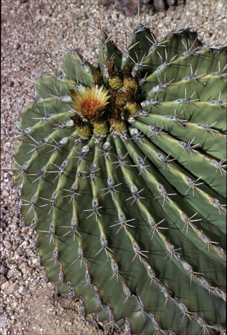 Ferocactus di Potts 2