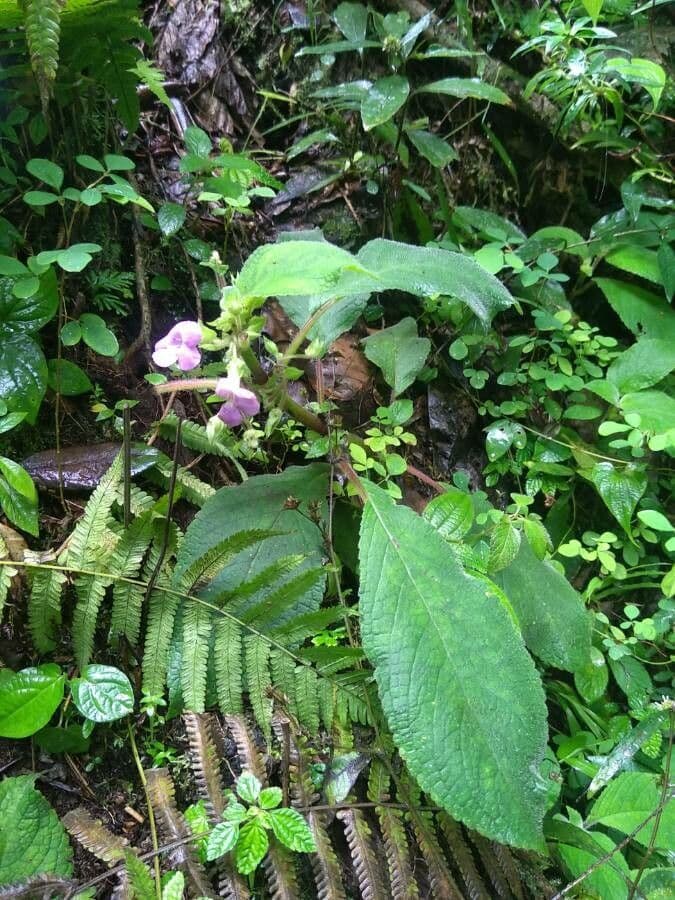 Chrysothemis melittifolia 8