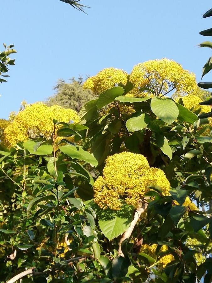 Senecione 4