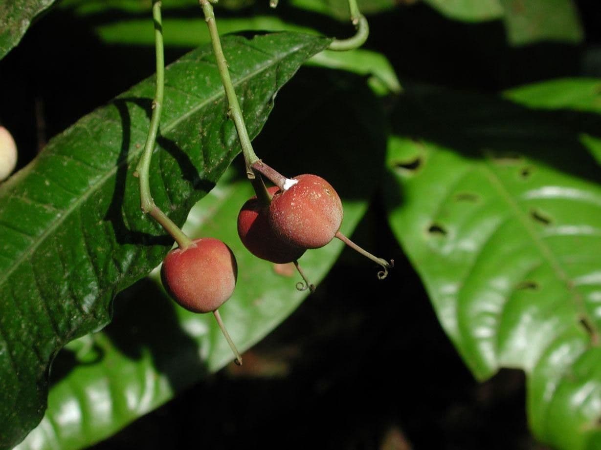 Mabea occidentale 4