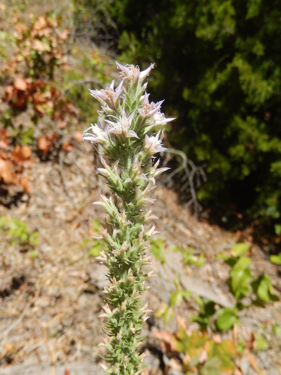 Liatris elegans