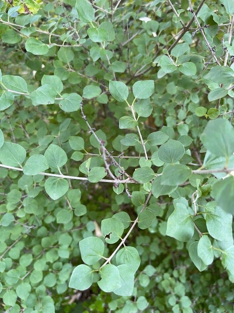 Bratki 13