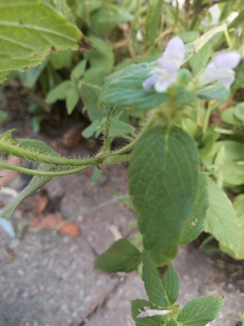 Canapetta bifida 22