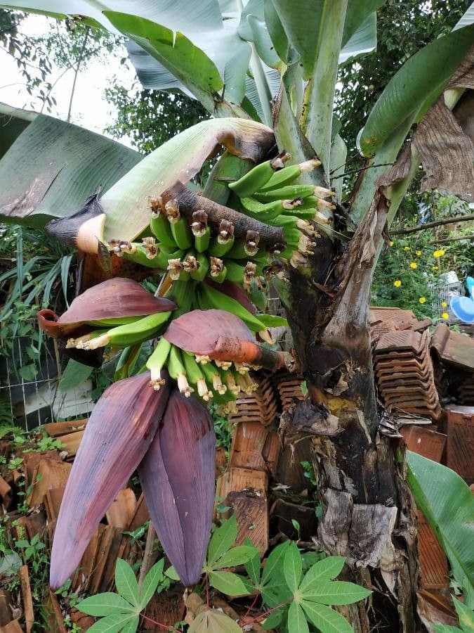 Bananovník“, “ 3