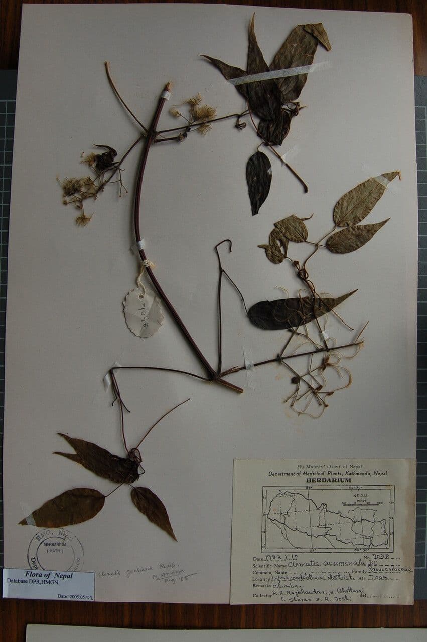 Clematis 4