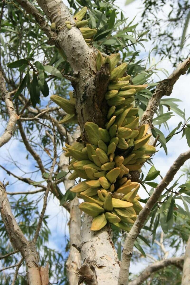 Dischidia 11