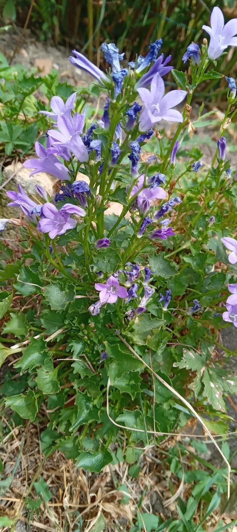 Campanilla adriática 11