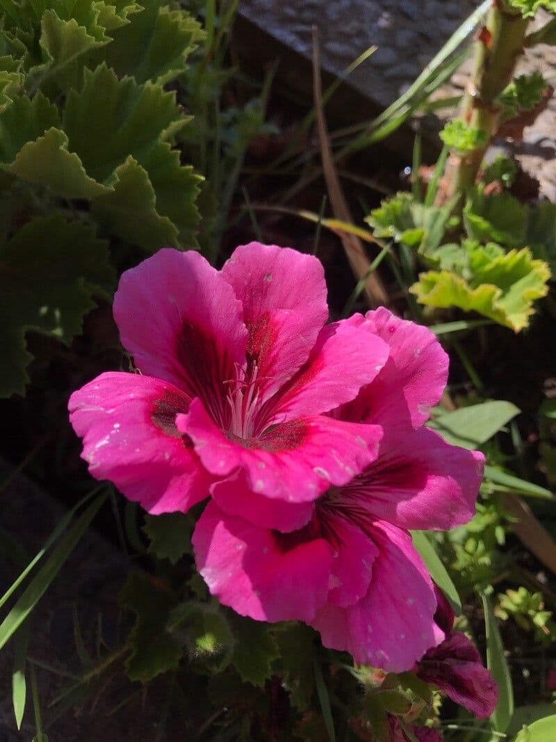 Pelargonio