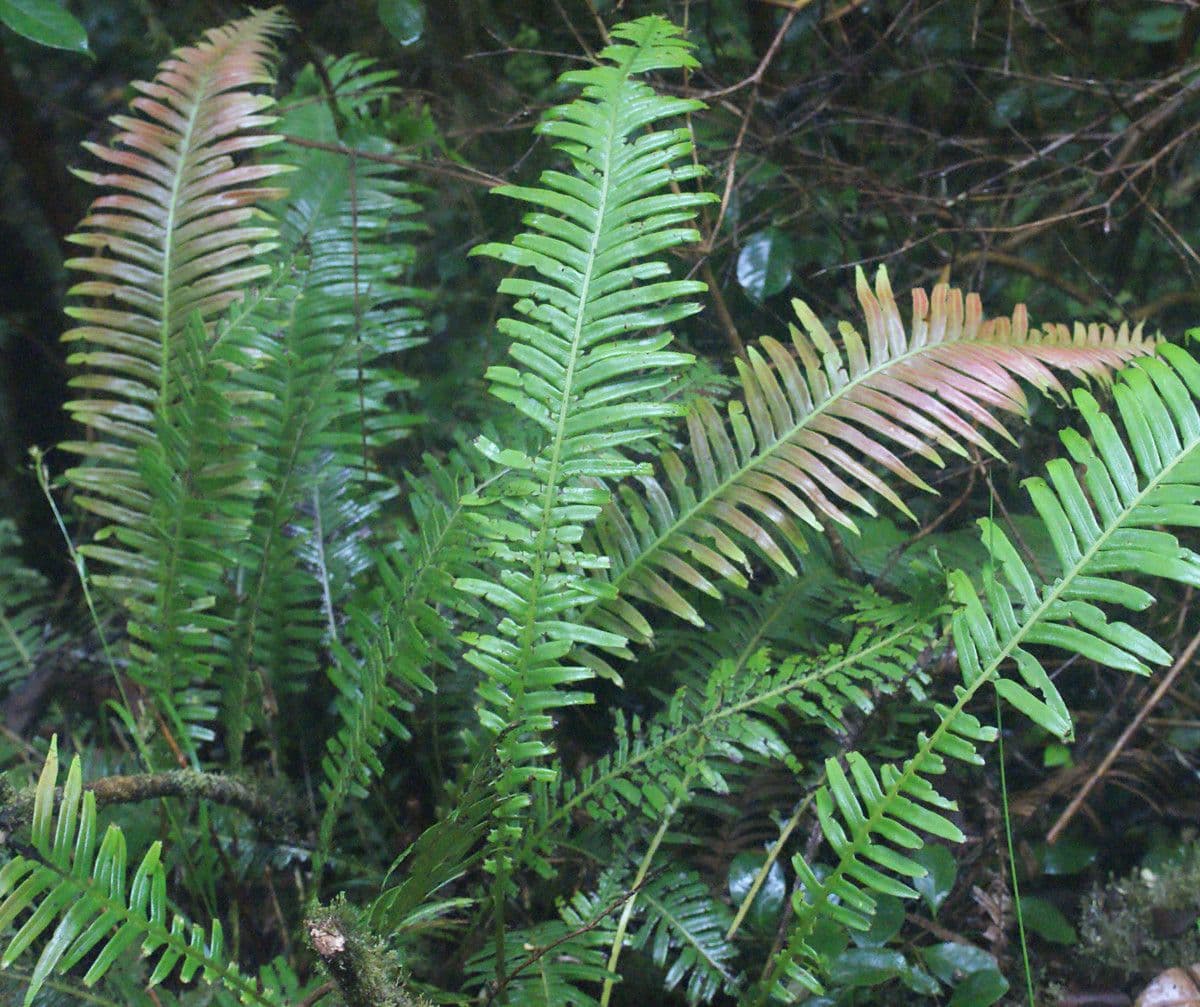 Blechnum attenuatum 5