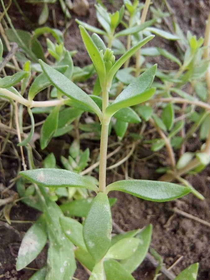 Rankender Mauerpfeffer 20