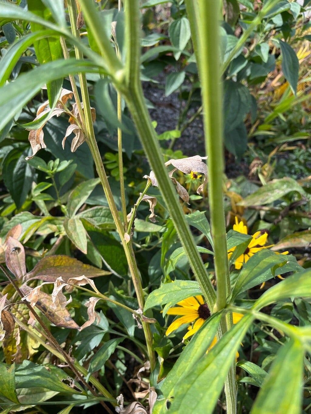 Ratibida pinnata 19