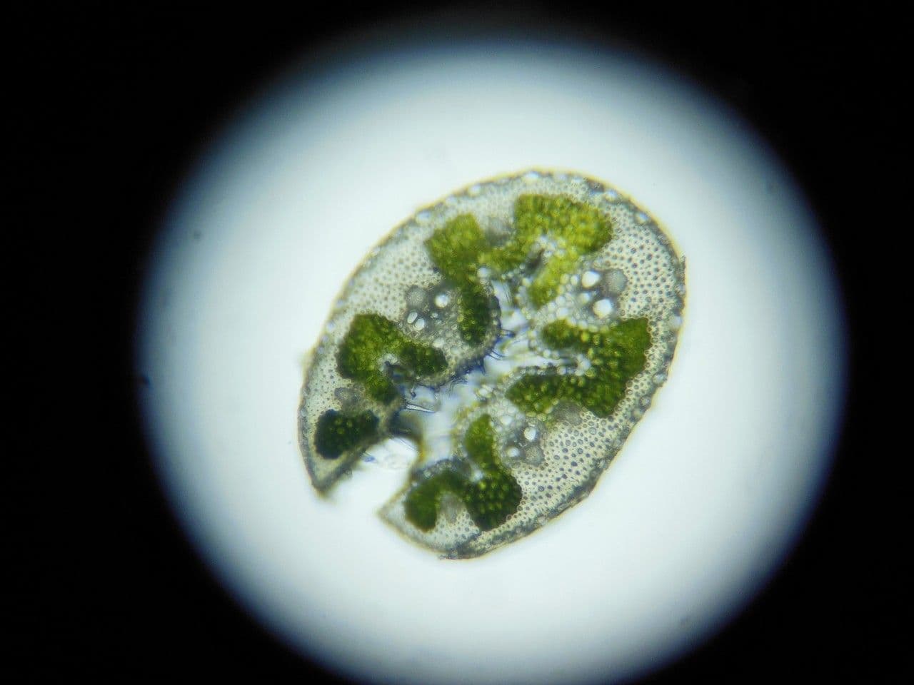 Kavyl vláskovitý 17