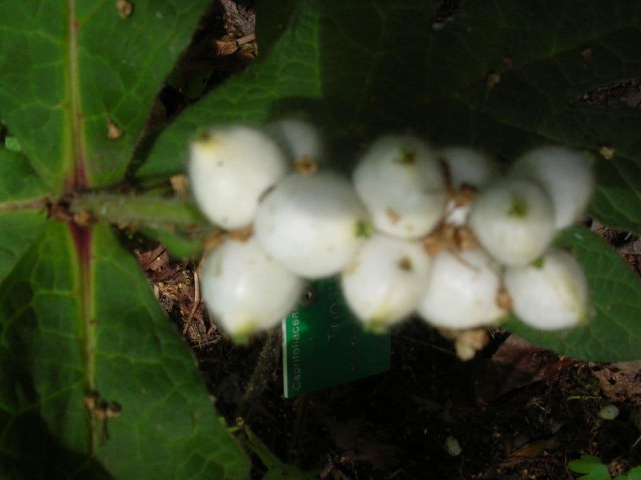 Triosteum 2