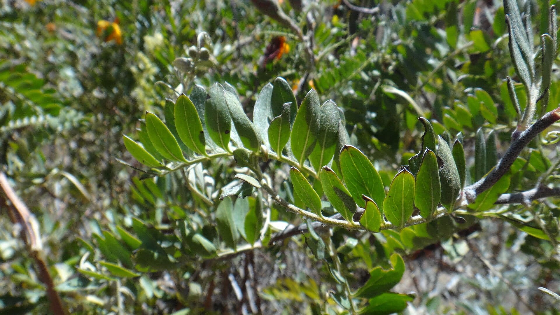 Mutisia 11