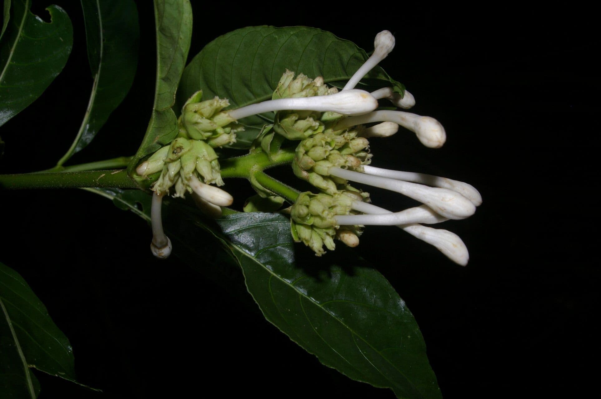 Palicourea