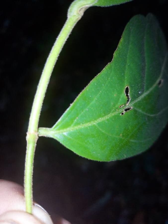 Lacistema grandifolium 3
