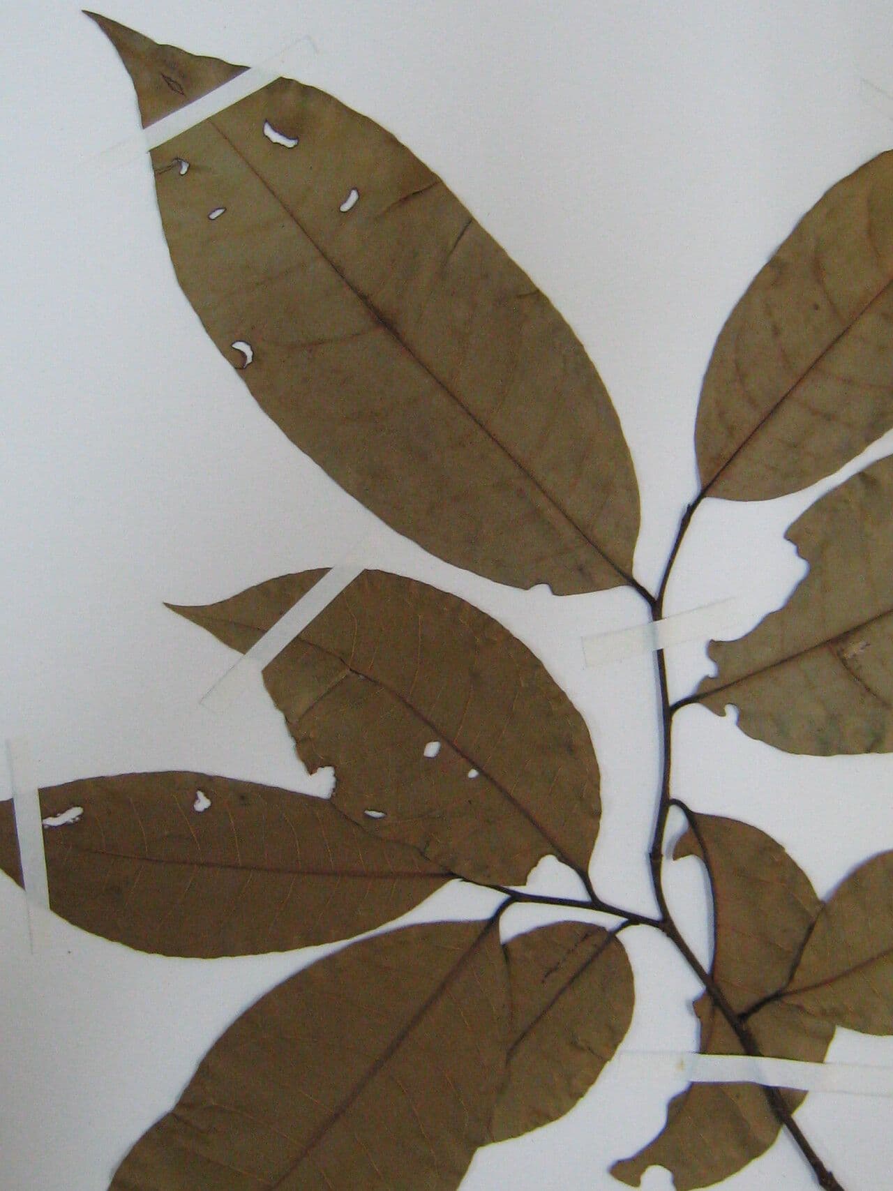 Corythophora 10