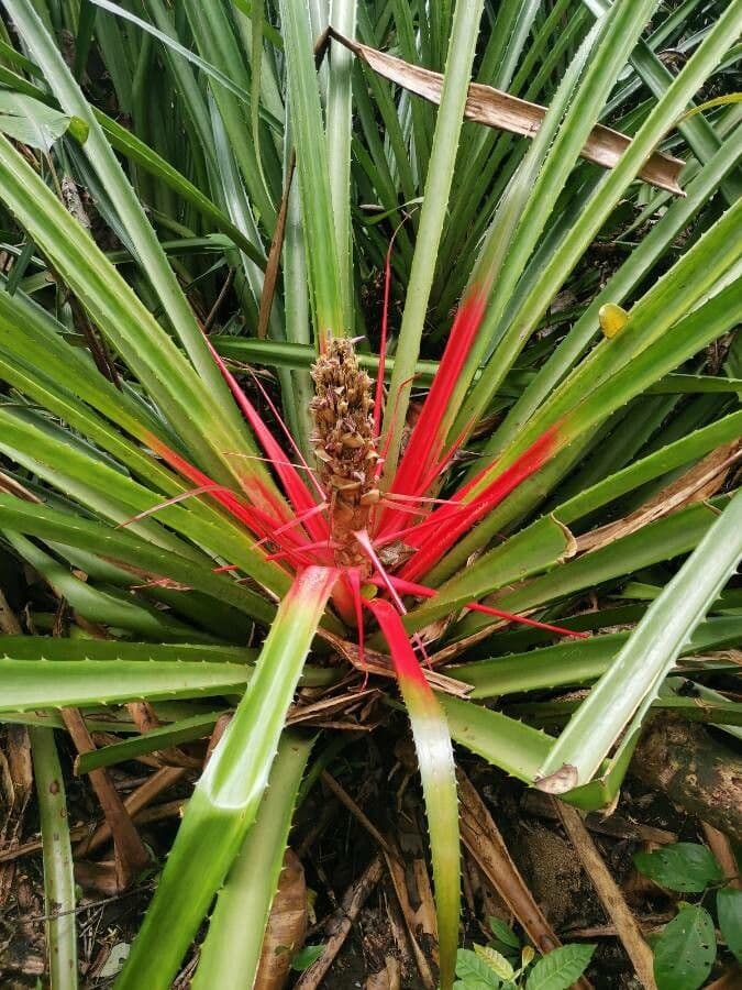 Bromelia 6
