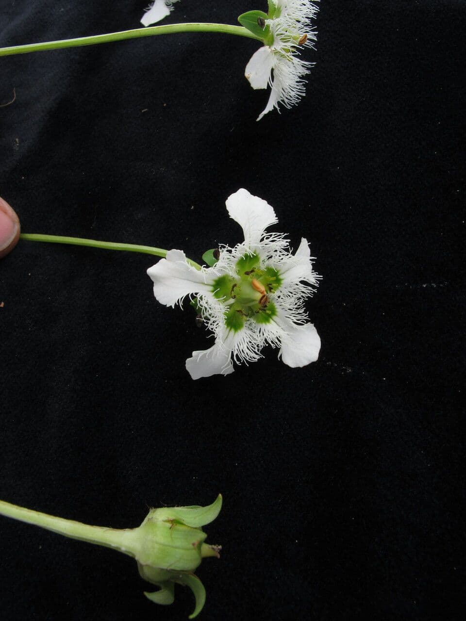 Parnassia 11