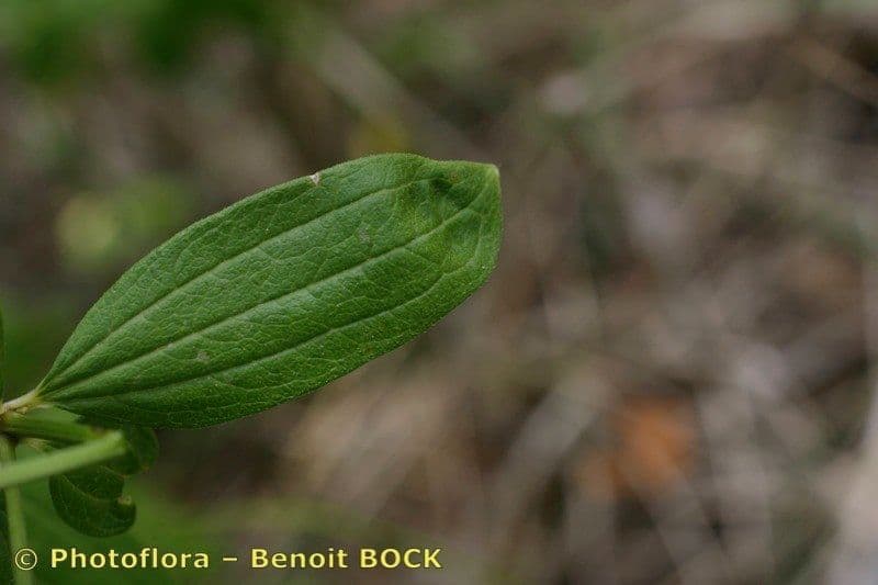 Przytulia rubioides 13