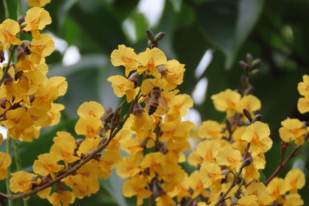 Pterocarpus 9