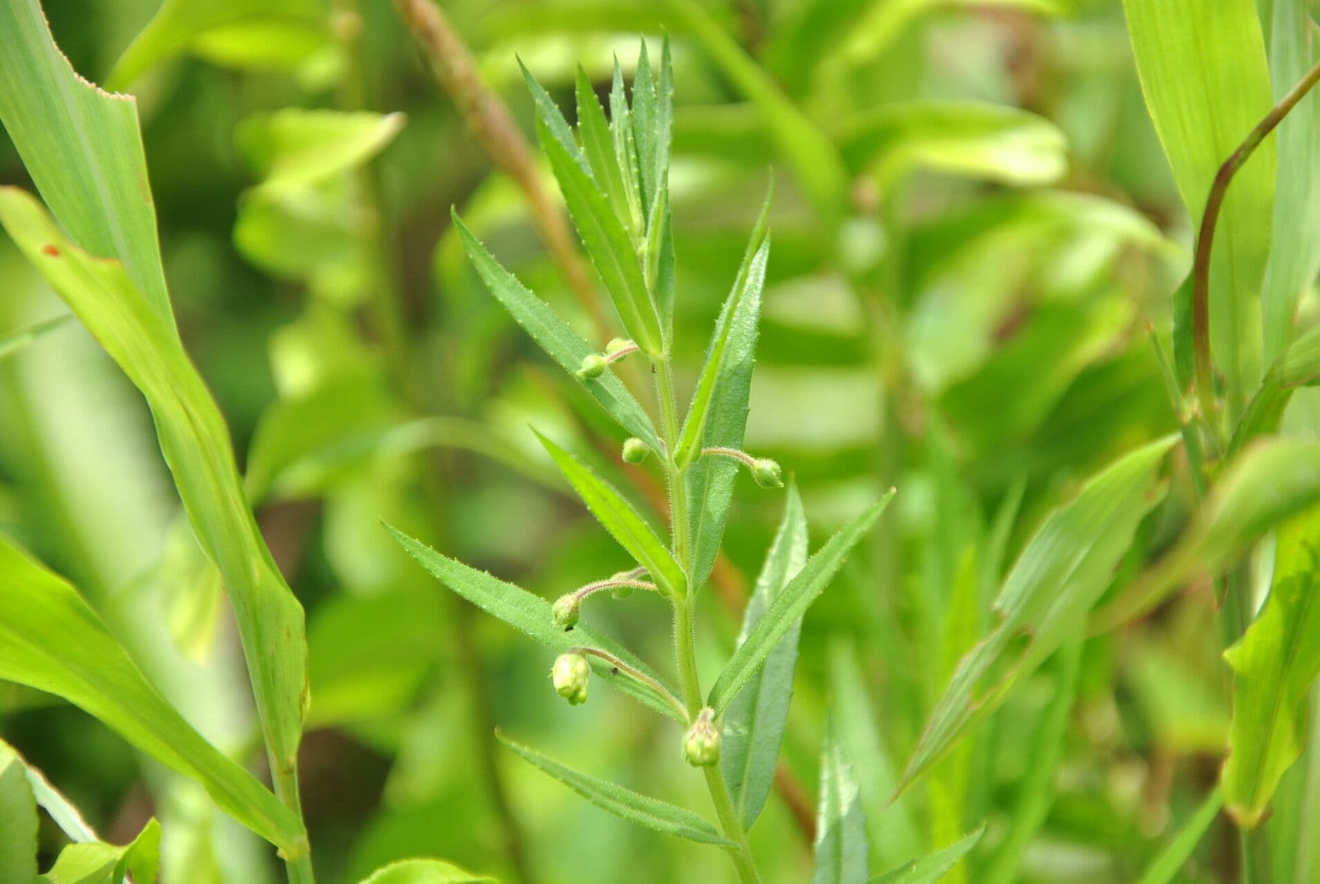 Angelonia 16