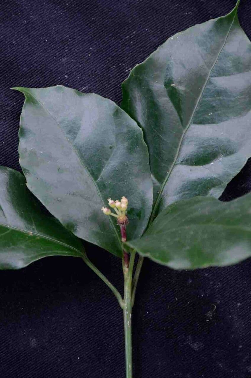 Dendropanax 4
