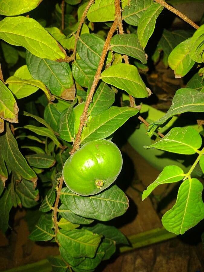Eugenia 10