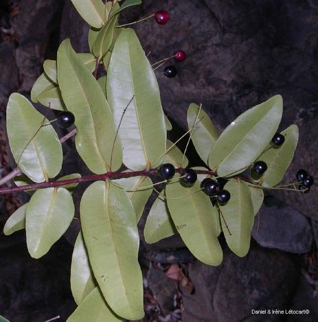 Syzygium 8