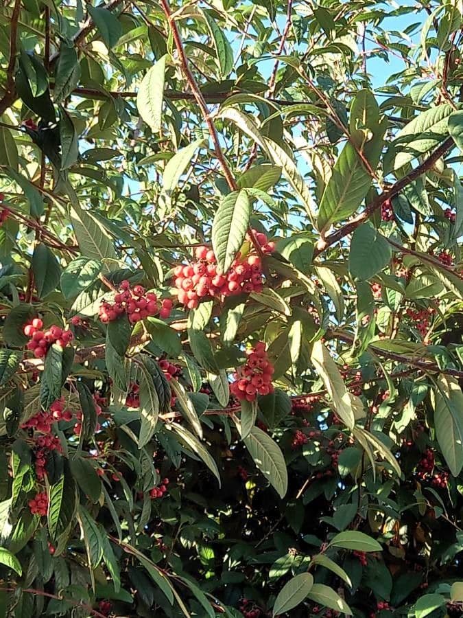 Cotoneaster 17