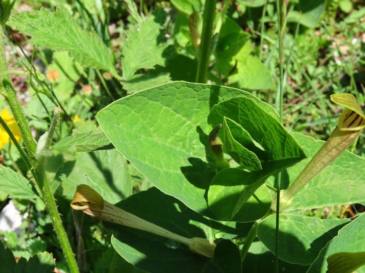 Aristolochia 8