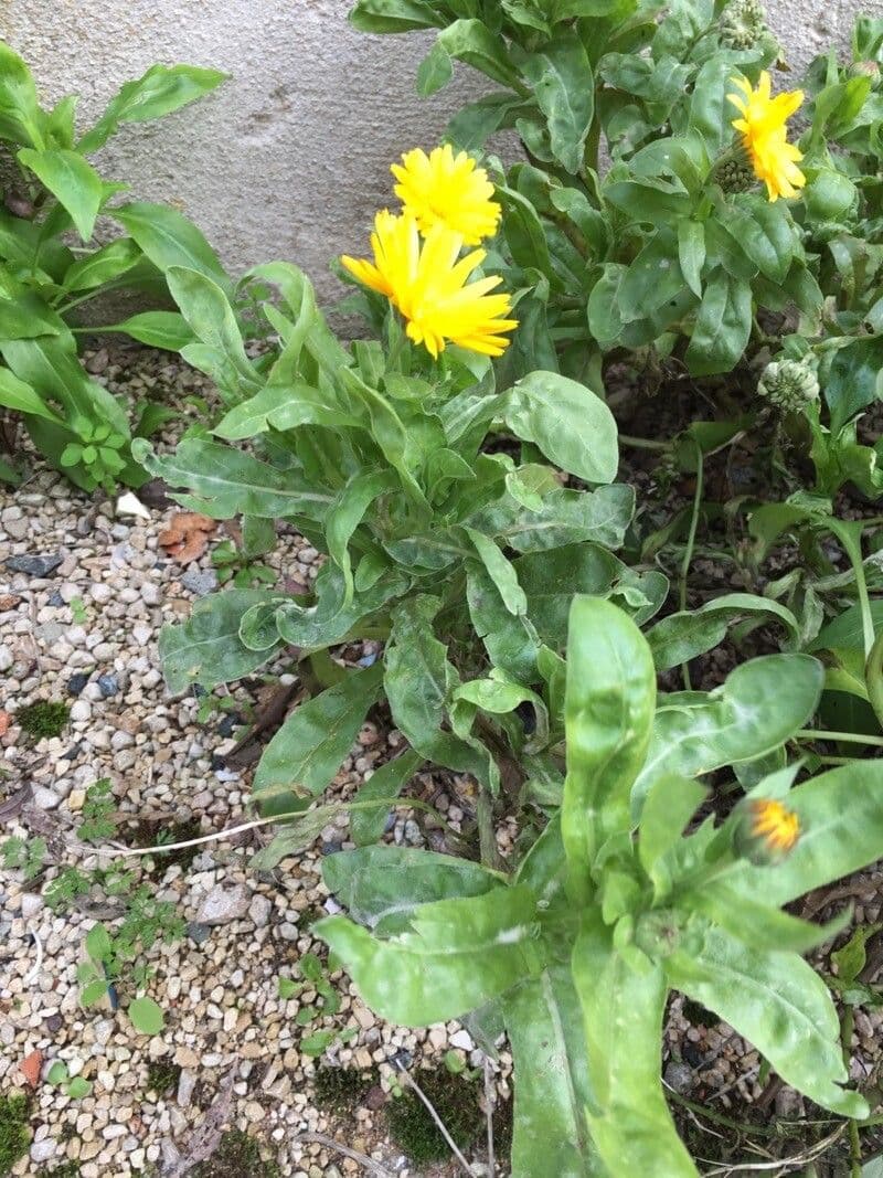 Acker-Ringelblume 11