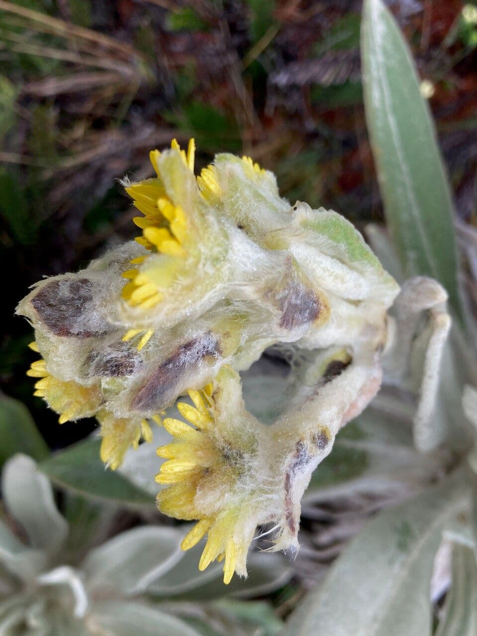 Espeletia 3