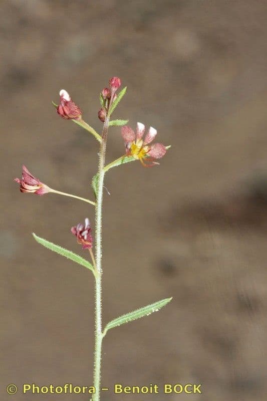 Cleome violacea 18