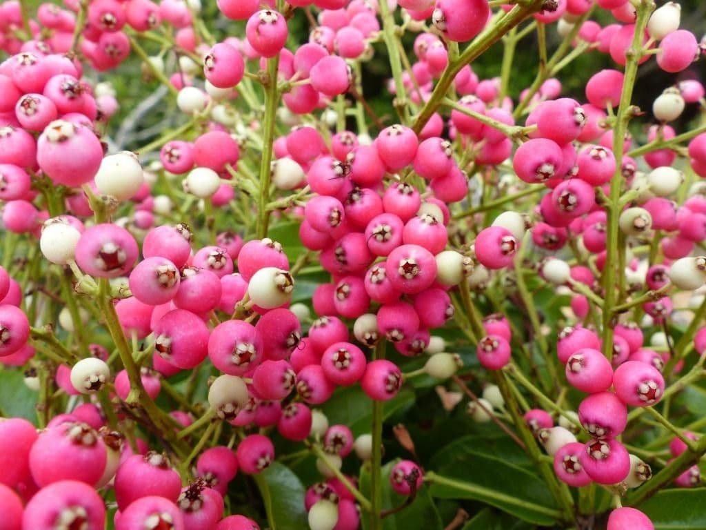 Syzygium 2