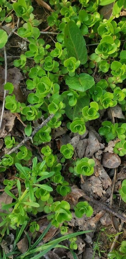 Sedum ternato 11