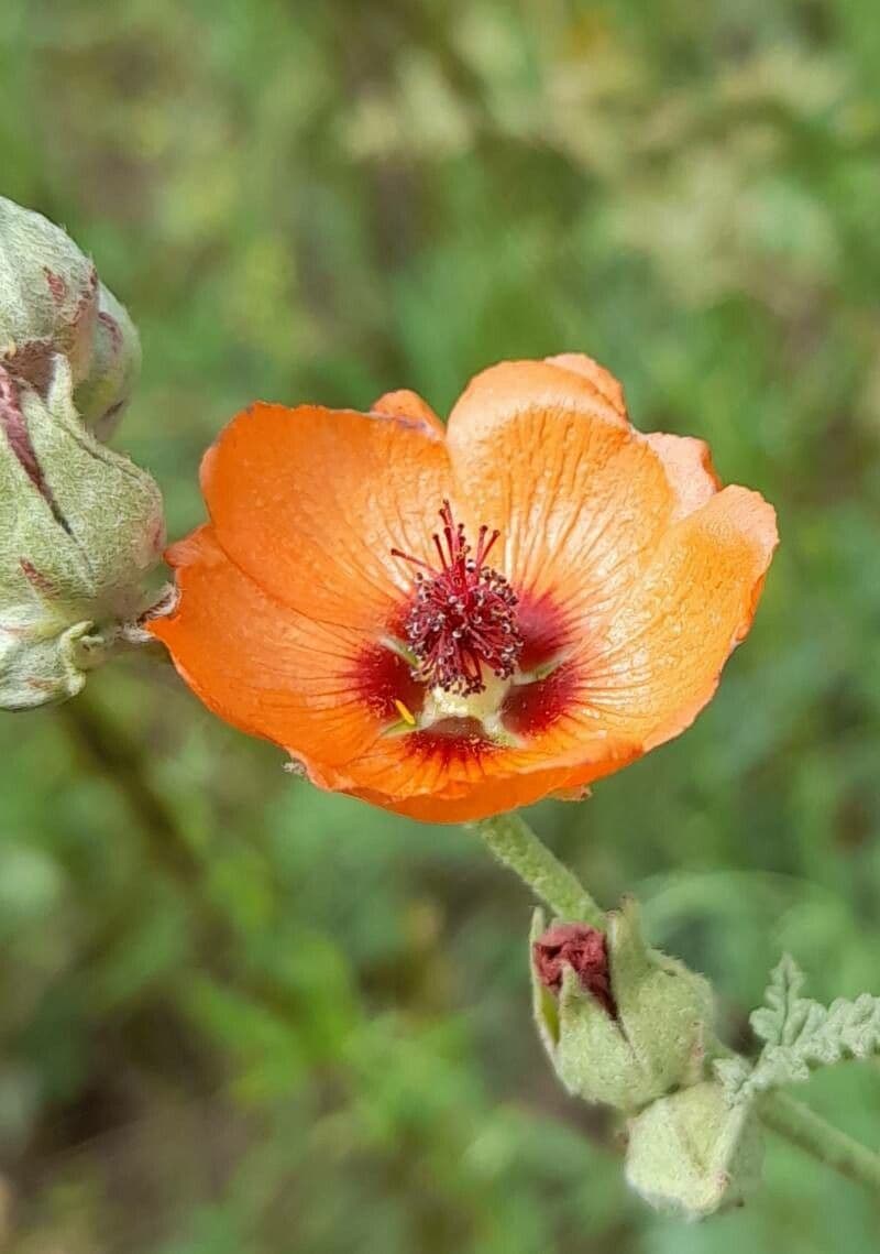 Sphaeralcea australe 2