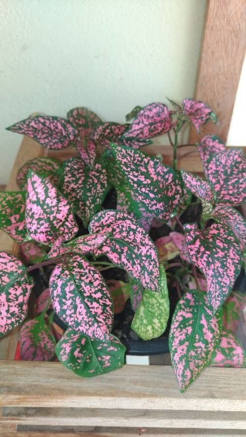 Hypoestes 16