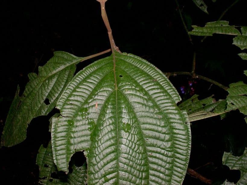 Miconia 9