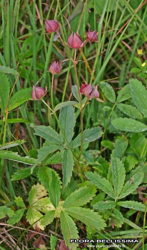 Cinquefoglie delle paludi 27