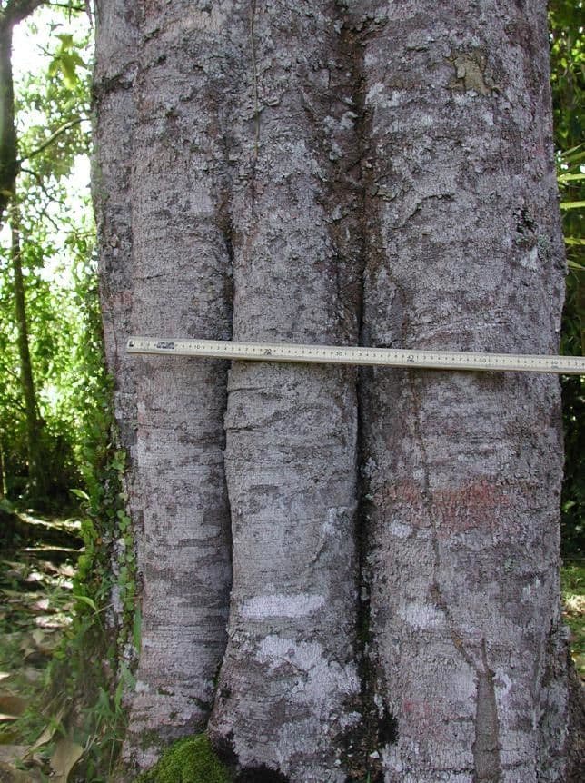 Zanthoxylum 11